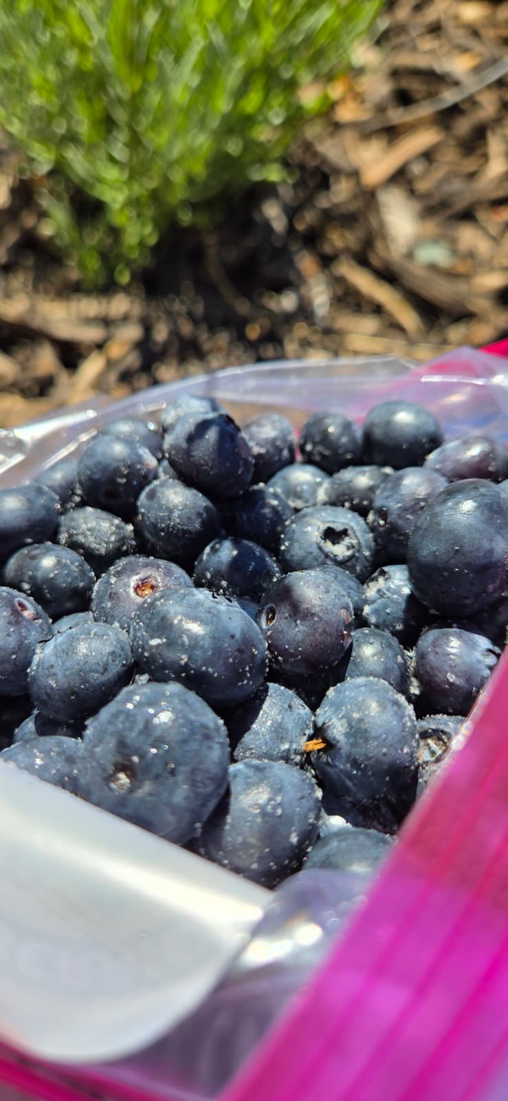 Frozen Blueberries